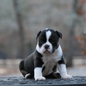 Old English Bulldog Adult Dog May