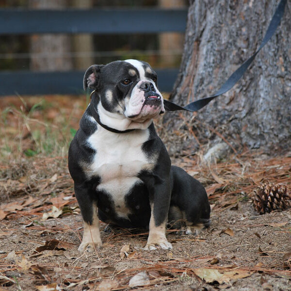 Old English Bulldog Adult Dog Maybelline