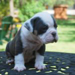 Old English Bulldog Adult Dog Meriweather