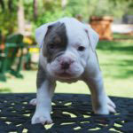 Old English Bulldog Adult Dog Miles