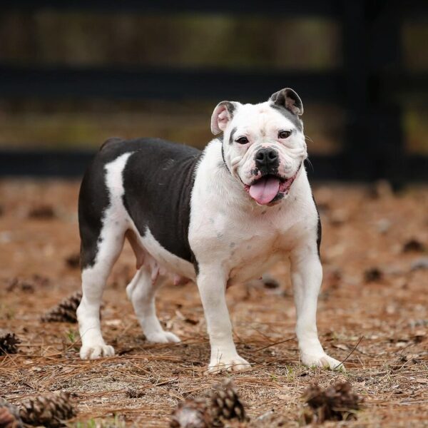 Old English Bulldog Adult Dog Milly