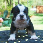 Old English Bulldog Adult Dog Moglie