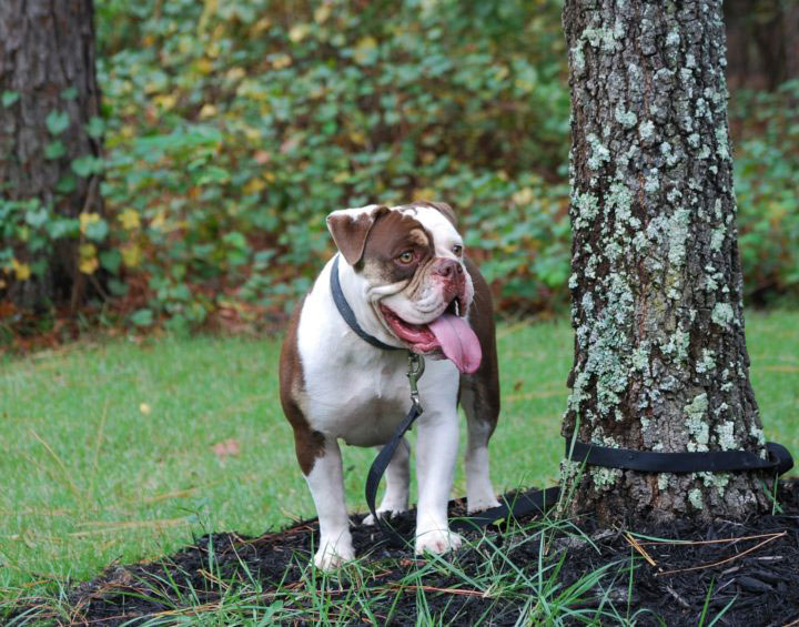 Old English Bulldog Adult Dog Molly