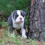 Old English Bulldog Adult Dog Molly