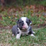 Old English Bulldog Adult Dog Moxie