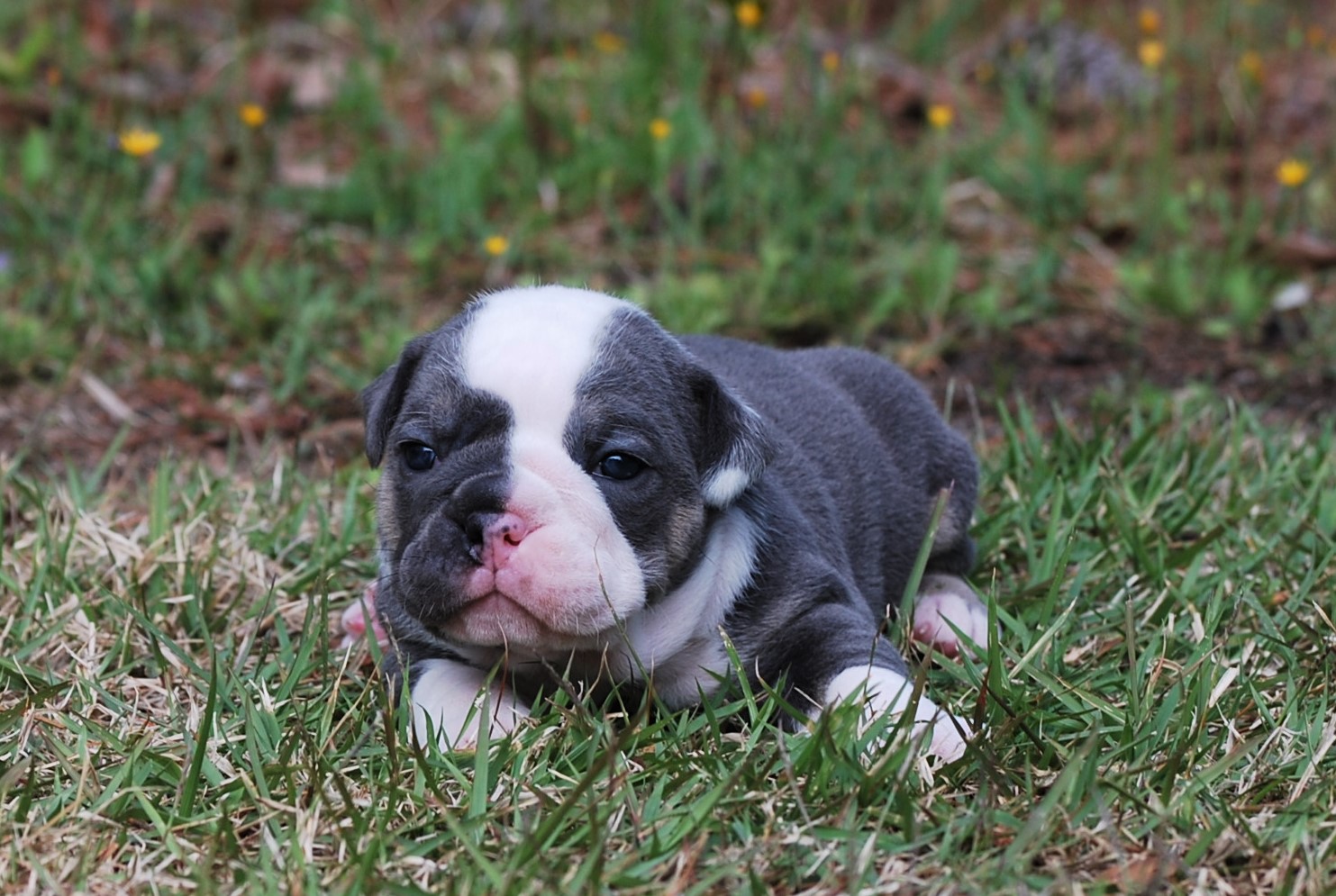 Meet Moxie (SOLD) - Olde South Bulldogges