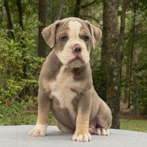 Old English Bulldog Puppy 
