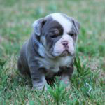 Old English Bulldog Adult Dog Mugs