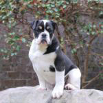 Old English Bulldog Adult Dog Nala