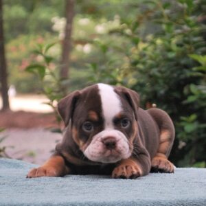 Old English Bulldog Adult Dog Nellie