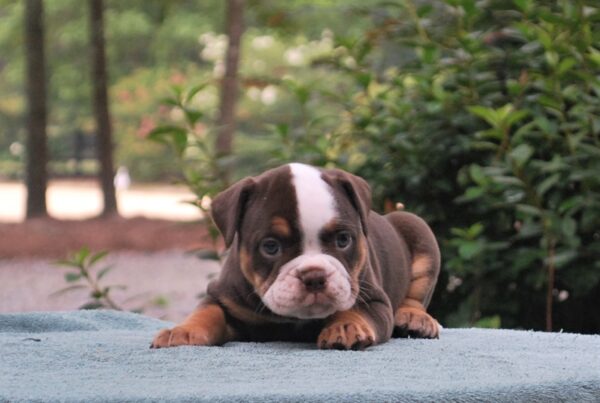 Old English Bulldog Adult Dog Nellie