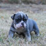 Old English Bulldog Adult Dog Nellie