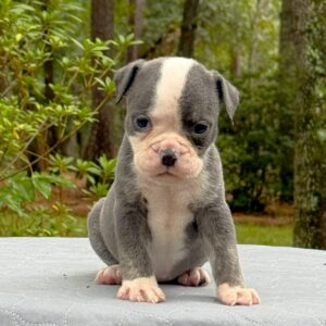 Old English Bulldog Adult Dog Nelly II