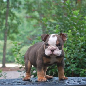 Old English Bulldog Adult Dog Nicky