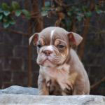 Old English Bulldog Adult Dog Nugget