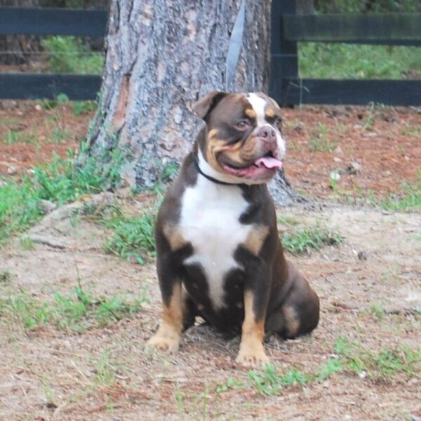 Old English Bulldog Adult Dog Gerty