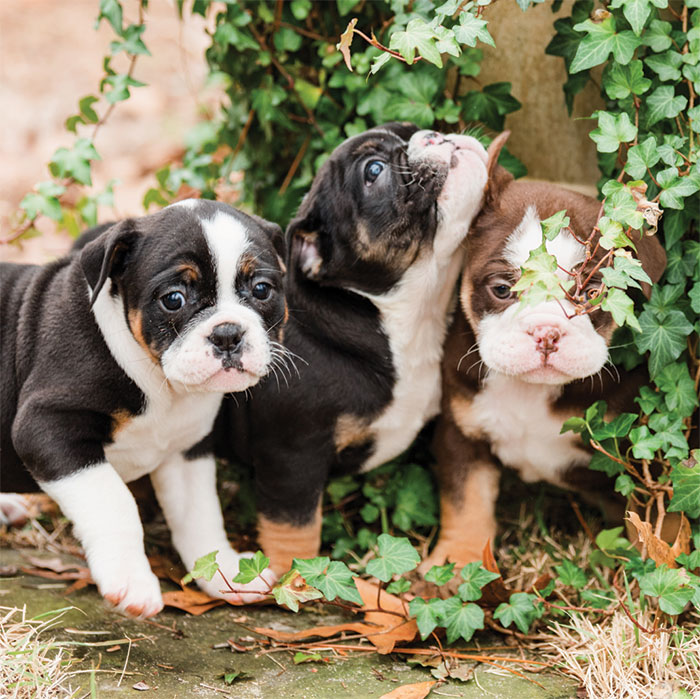 Getting Started at Olde South Bulldogges