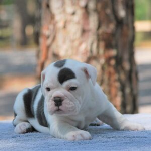 Old English Bulldog Adult Dog Olive