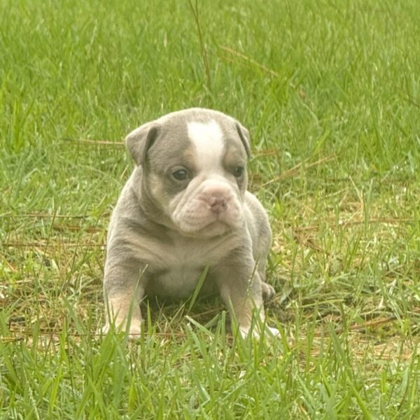 Old English Bulldog Adult Dog Oliver II