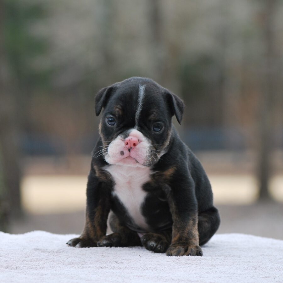 Oliver