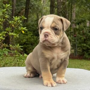 Old English Bulldog Puppy 
