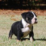 Old English Bulldog Adult Dog Oliver