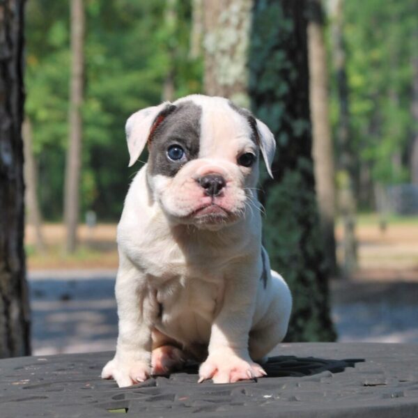 Old English Bulldog Adult Dog Opal