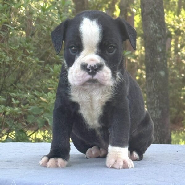 Old English Bulldog Adult Dog Oreo II