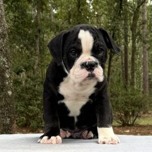 Old English Bulldog Puppy 
