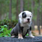 Old English Bulldog Adult Dog Orion