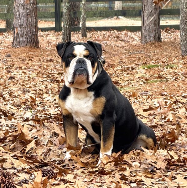 Old English Bulldog Adult Dog Oscar