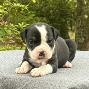 Old English Bulldog Adult Dog Ollie II