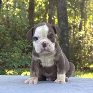 Old English Bulldog Adult Dog Otis II
