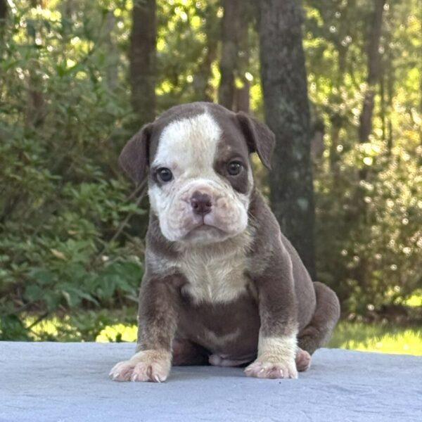 Old English Bulldog Adult Dog Otis II