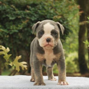 Old English Bulldog Adult Dog Paisley