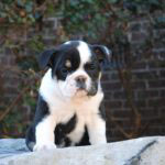 Old English Bulldog Adult Dog Patsie