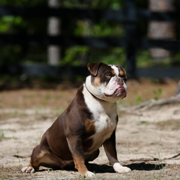 Old English Bulldog Adult Dog Penny