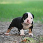 Old English Bulldog Adult Dog Percy