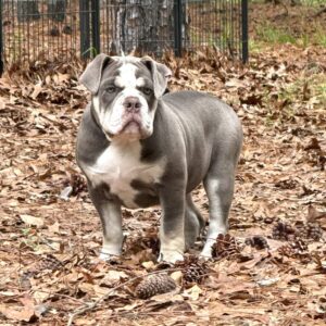 Old English Bulldog Puppy 