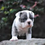 Old English Bulldog Adult Dog Phyllis