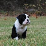 Old English Bulldog Adult Dog Pixie