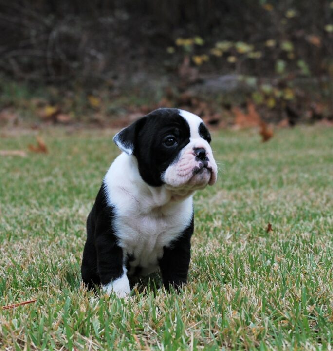 Old English Bulldog Adult Dog Pixie