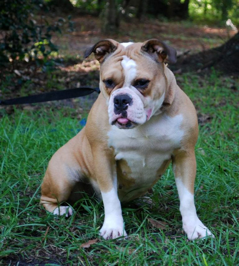 Olde English Bulldogge Puppy Colors | Olde South Bulldogges