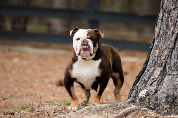 Old English Bulldog Adult Dog Dora