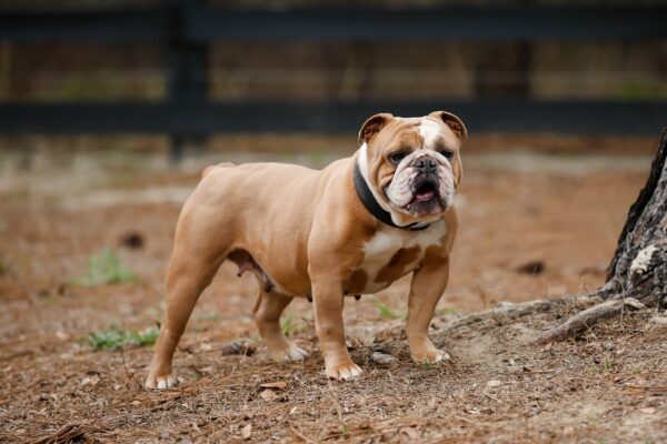 Old English Bulldog Adult Dog Fiona