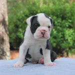 Old English Bulldog Adult Dog Ralph