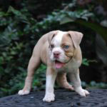 Old English Bulldog Adult Dog Rascal