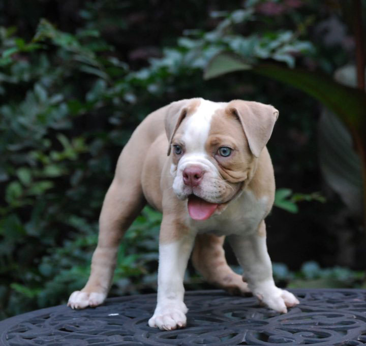 Old English Bulldog Adult Dog Rascal