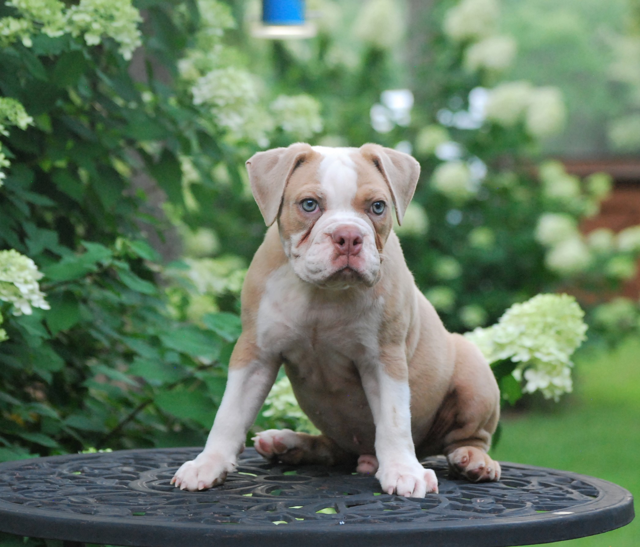 Meet Rascal Olde English Bulldogge Puppy For Sale