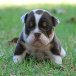 Old English Bulldog Adult Dog Rascal